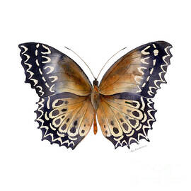 77 Cethosia Butterfly by Amy Kirkpatrick