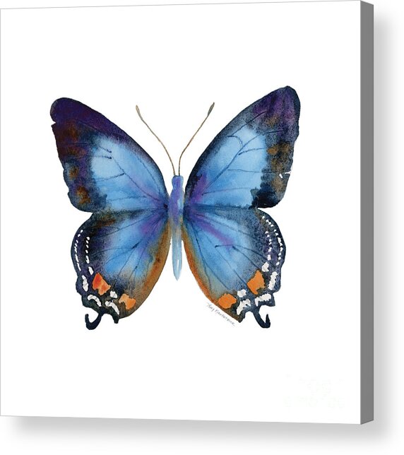 Imperial Blue Butterfly on White Acrylic Print