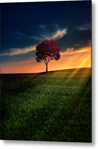 Solitary Tree at Sunset Metal Print