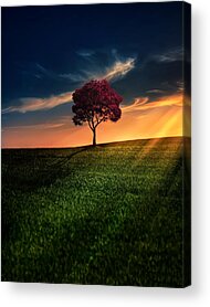 Sunset Acrylic Prints for Sale