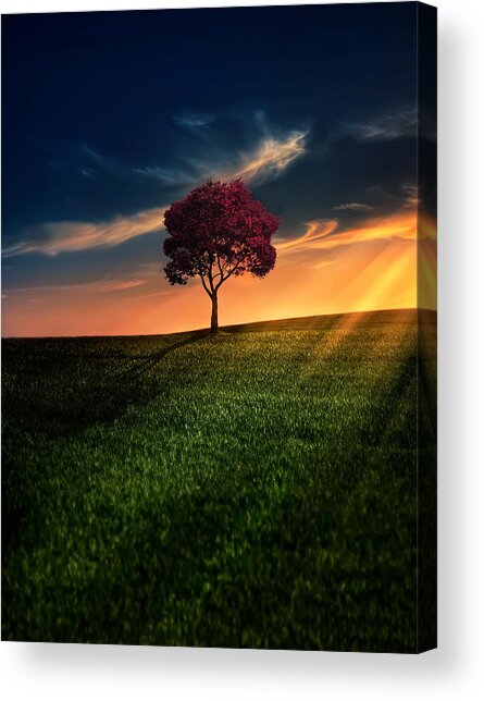 Solitary Tree at Sunset Acrylic Print