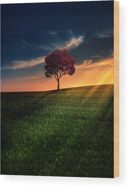 Solitary Tree at Sunset Wood Print