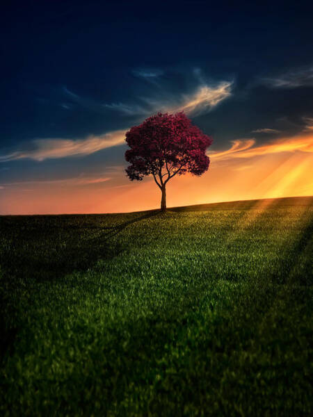 Solitary Tree at Sunset Art Print