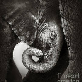 Baby elephant seeking comfort by Johan Swanepoel