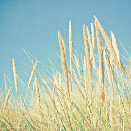 Beach Grass by Cassia Beck