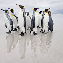 Bodyguard by Joan Gil Raga