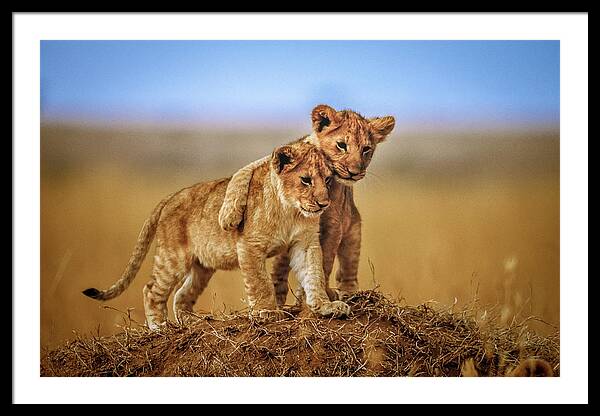 Playful Lion Cubs in the Wild Framed Print