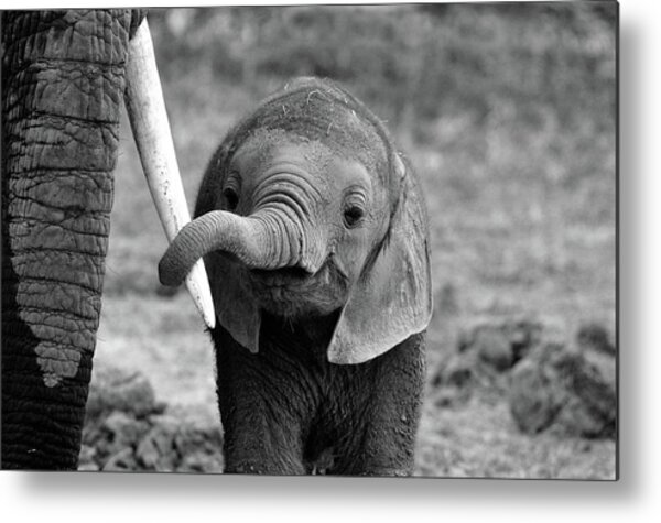 Adorable Baby Elephant with Parent Metal Print