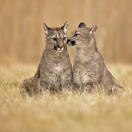 Cougars by Milan Zygmunt