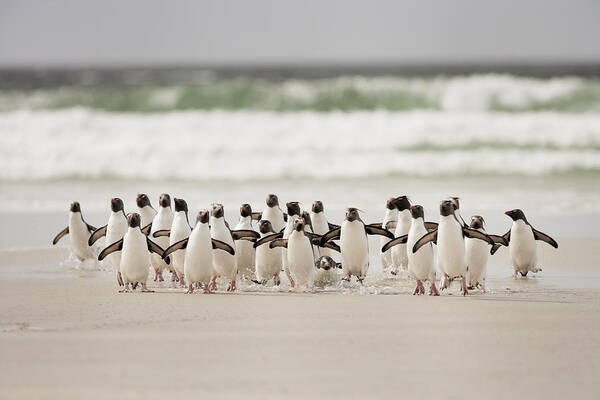 Penguins Waddling on a Sandy Beach Art Print