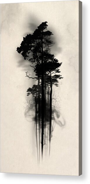 Ethereal Silhouette of Tall Trees Acrylic Print