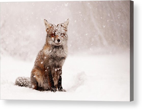 Fox in Snowy Landscape Acrylic Print
