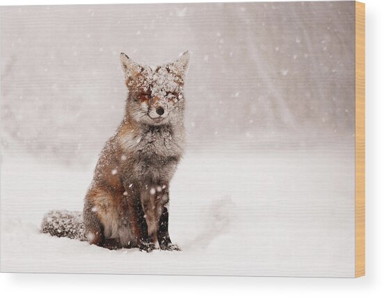 Fox in Snowy Landscape Wood Print