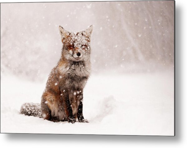 Fox in Snowy Landscape Metal Print