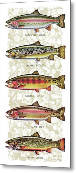 Types of Trout Illustrated Metal Print