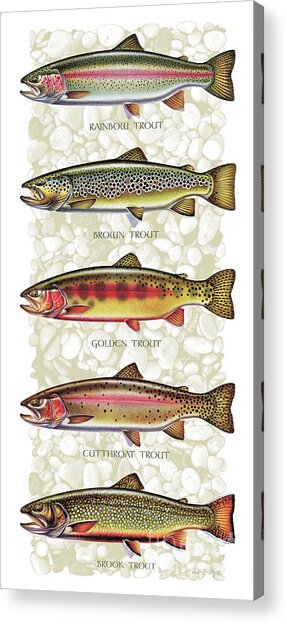 Types of Trout Illustrated Acrylic Print