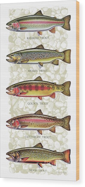 Types of Trout Illustrated Wood Print