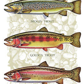 Five Trout Panel by JQ Licensing