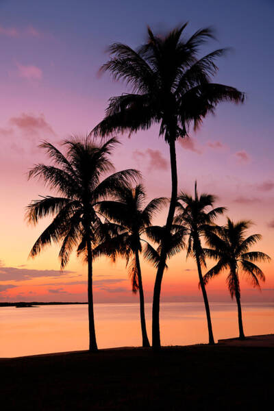 Sunset Silhouette of Palm Trees Art Print