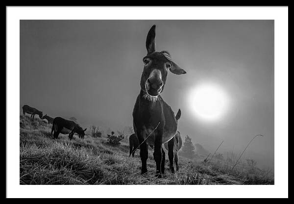 Curious Donkey in Misty Field Framed Print