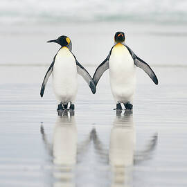 Friends by Joan Gil Raga