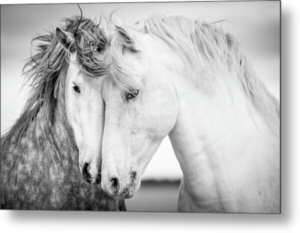 Graceful Horses in Motion Metal Print
