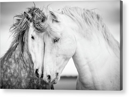 Graceful Horses in Motion Acrylic Print
