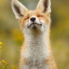 Happy Fox by Roeselien Raimond