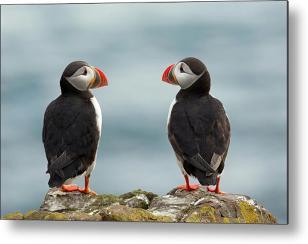 Puffins on a Rocky Cliff Metal Print
