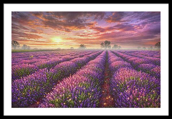 Lavender Fields at Sunrise Framed Print