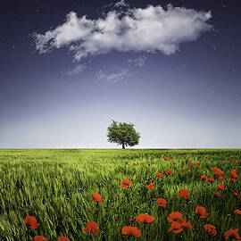 Lone tree a poppies field by Bess Hamiti