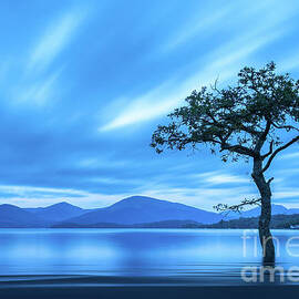 Lone tree Milarrochy Bay by Janet Burdon