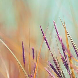 Luminis - s07b by Variance Collections