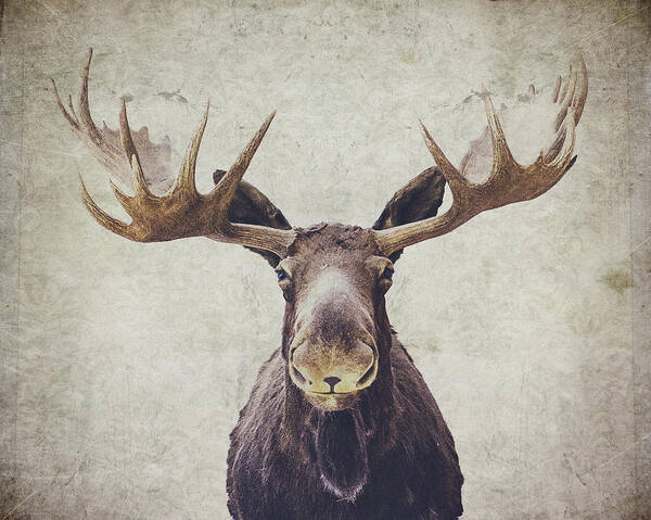Moose with Majestic Antlers Art Print