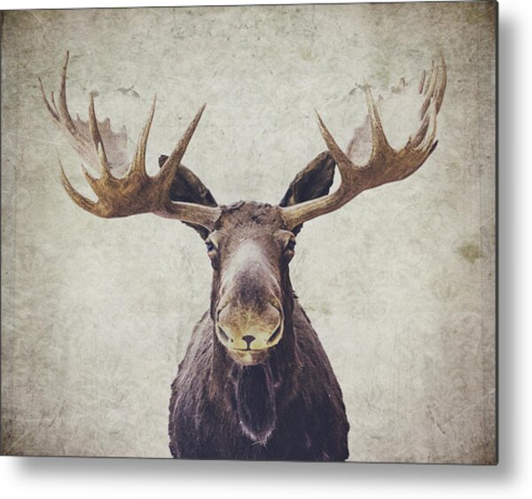 Moose with Majestic Antlers Metal Print