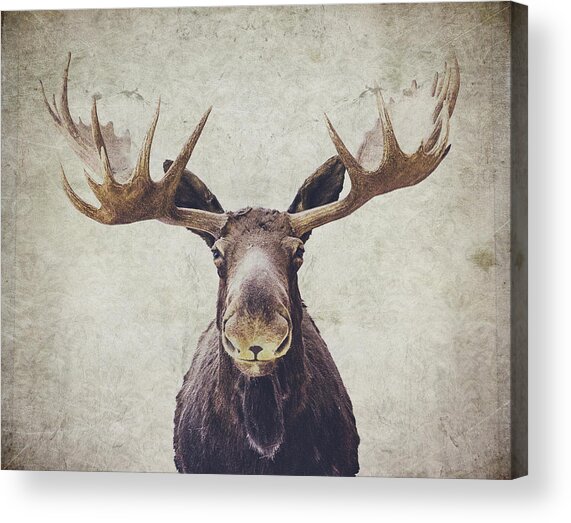 Moose with Majestic Antlers Acrylic Print
