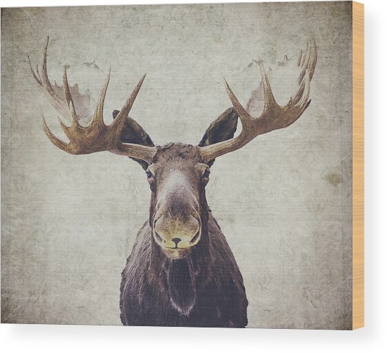 Moose with Majestic Antlers Wood Print