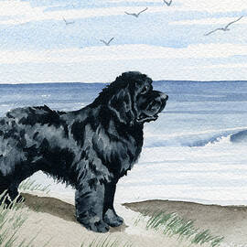 Newfoundland at the Beach by David Rogers