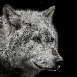 Old blue eyes by Paul Neville