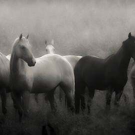 Out of the Mist by Ron  McGinnis