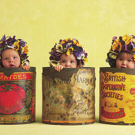 Pansy Tins by Anne Geddes
