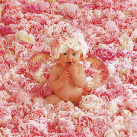 Peony Angel by Anne Geddes