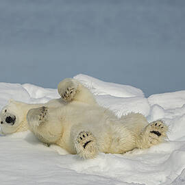 Polar Bear In Relax by Joan Gil Raga