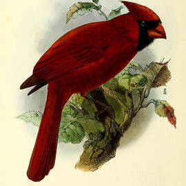 Red Cardinal by Dreyer Wildlife Print Collections 