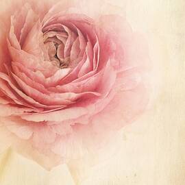 sogno romantico by Priska Wettstein