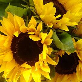 Sunflowers by Amy Vangsgard