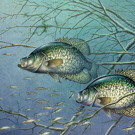 Tangled Cover Crappie II by JQ Licensing