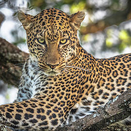 The Arboreal King by Jeffrey C. Sink