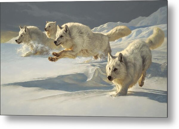 Arctic Wolves in Pursuit Metal Print