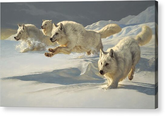 Arctic Wolves in Pursuit Acrylic Print